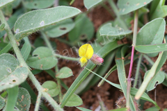 Crotalaria angulata